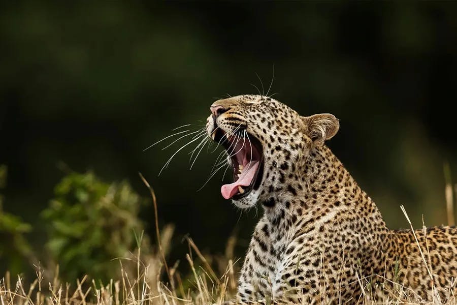 leopard-yala