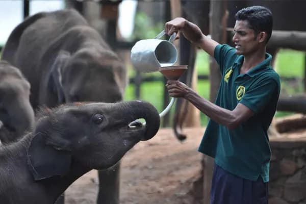 Exploring the Wild Wonders