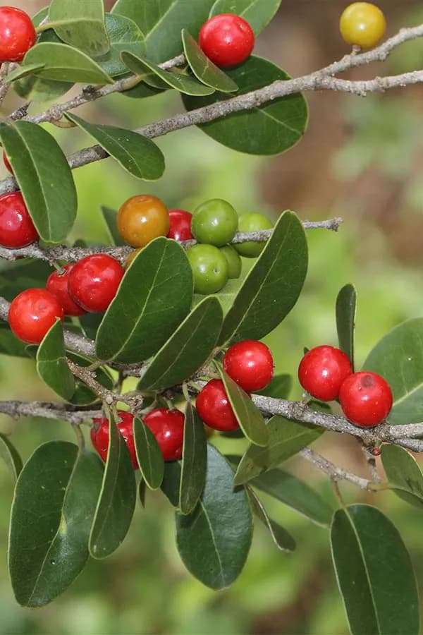 Weera (Drypetes sepiaria)