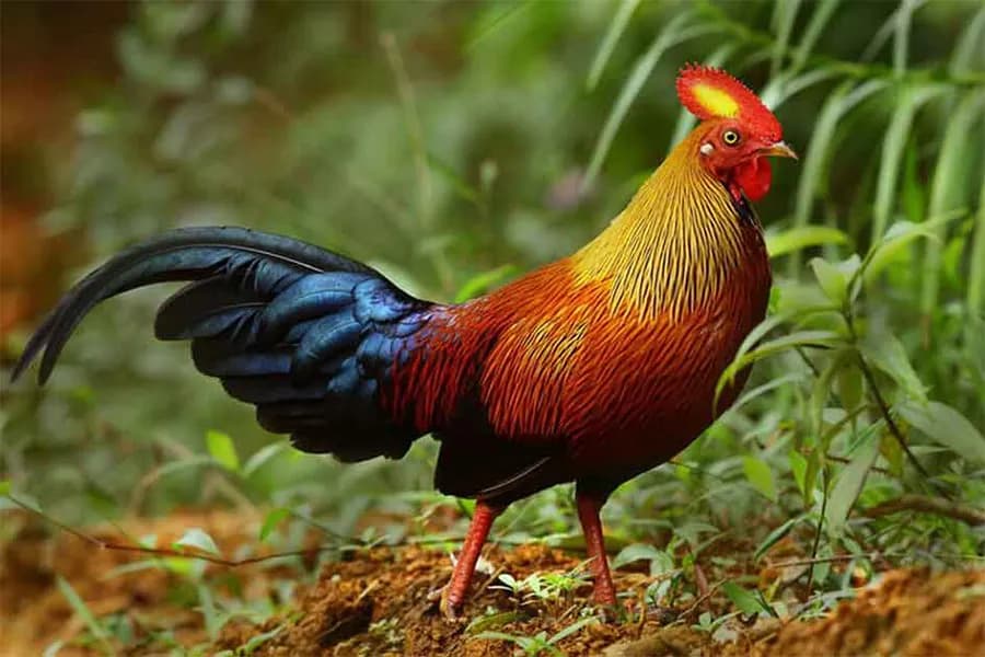 Junglefowl