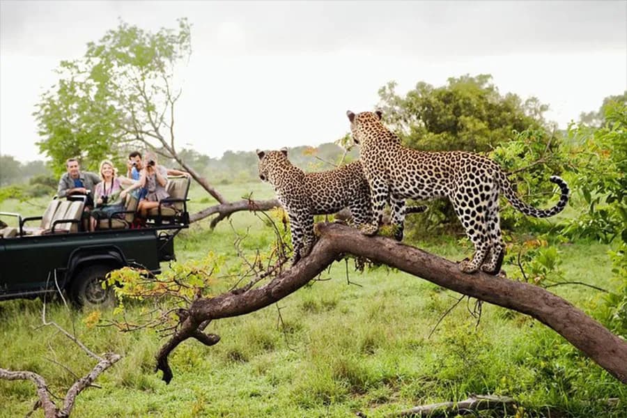 Yala Safari