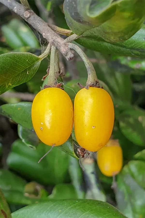 Palu (Manilkara hexandra)